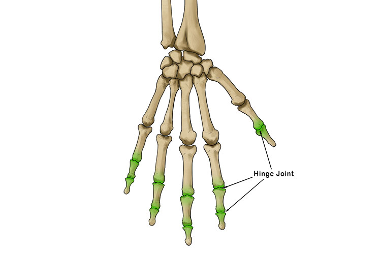 hinge-joint-mammoth-memory-definition-remember-meaning